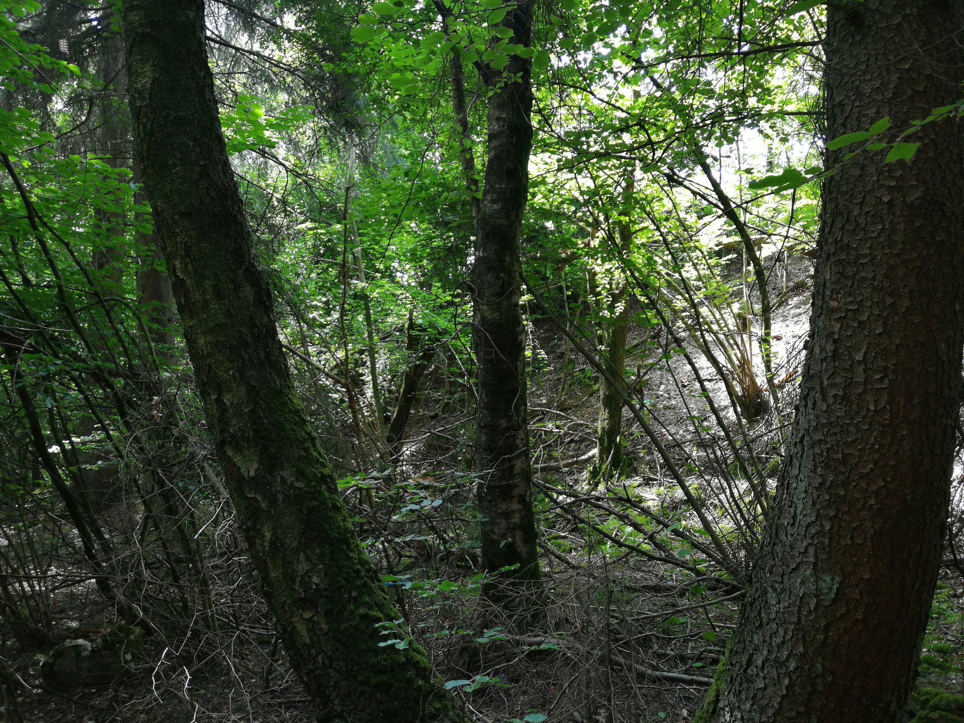 Sint-Martinus den XIIde - Kamp Losange WK